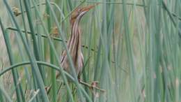 Image of Least Bittern