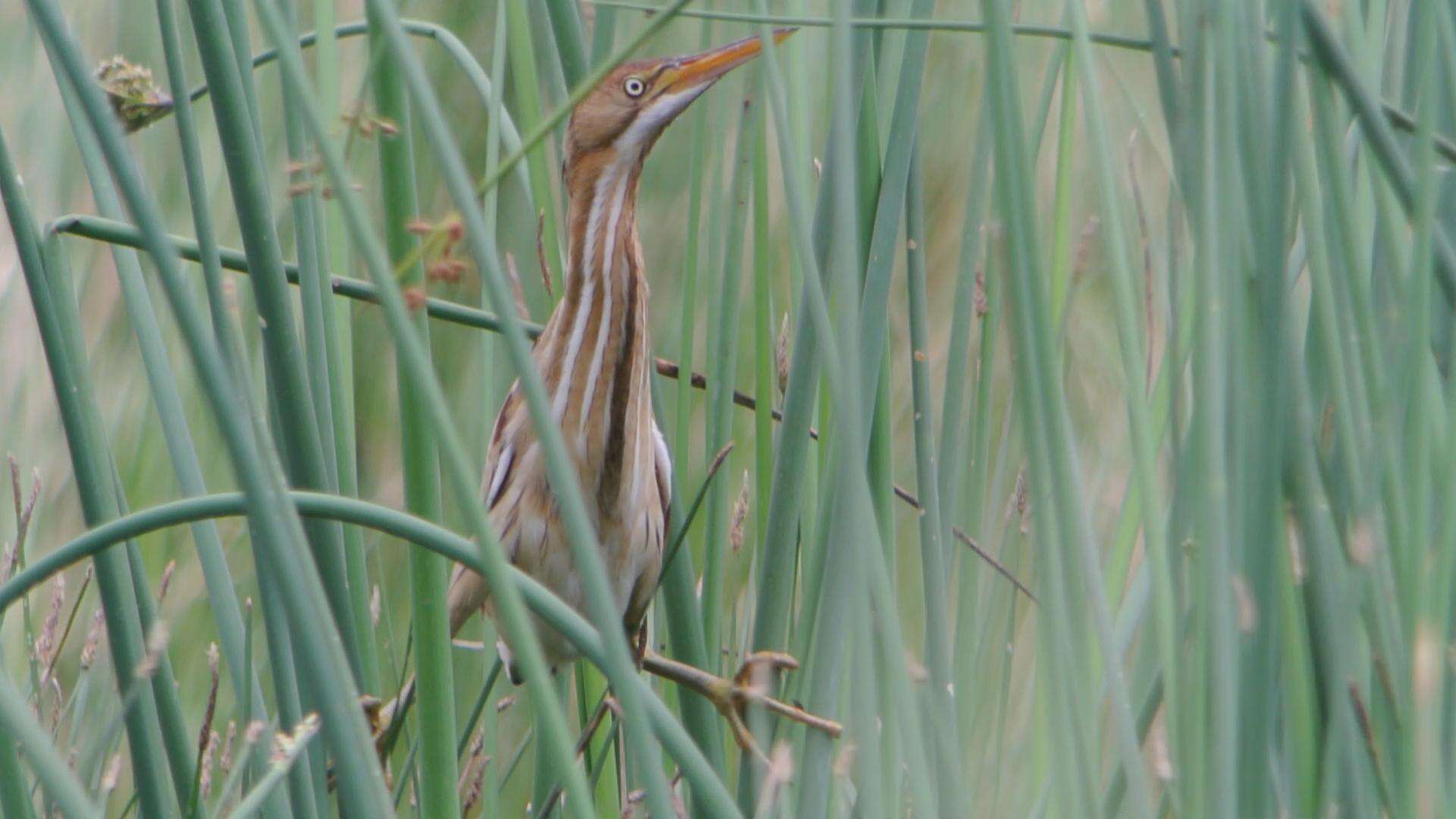 Image of Least Bittern