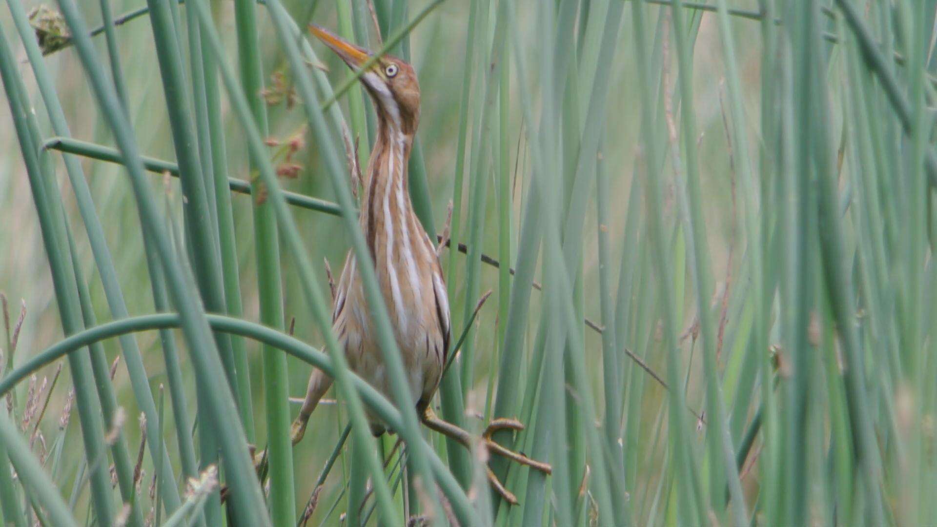 Image of Least Bittern