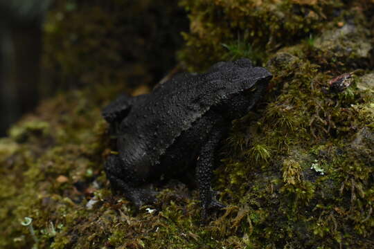 Plancia ëd Rhinella ruizi (Grant 2000)