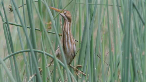 Image of Least Bittern