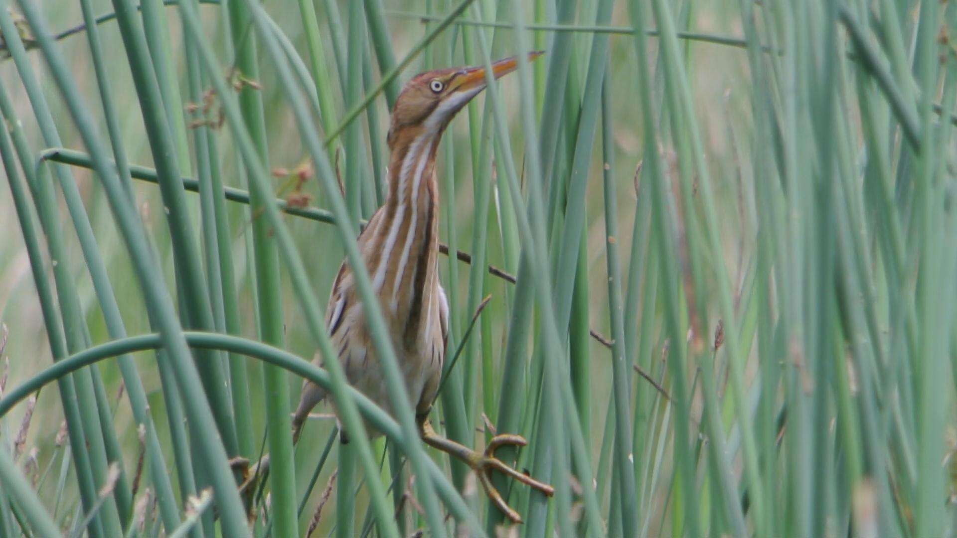 Image of Least Bittern