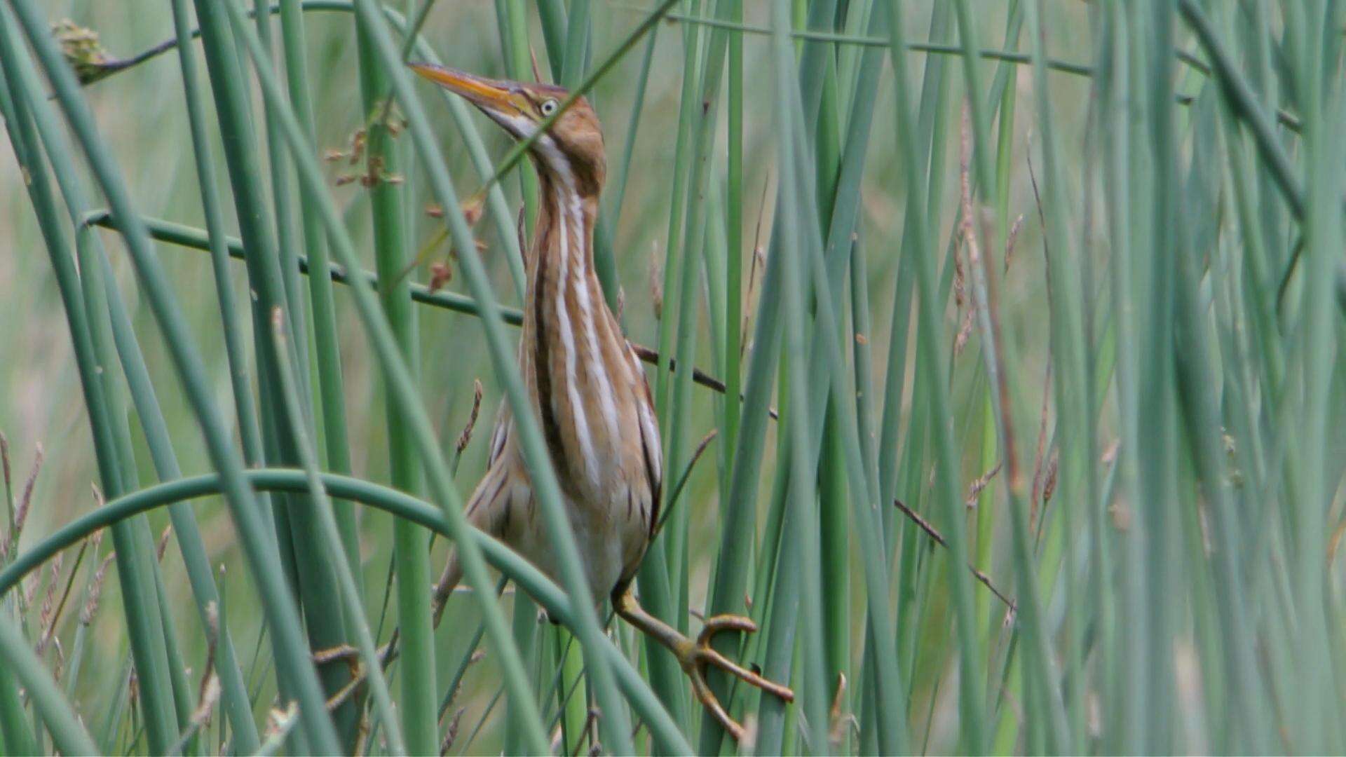 Image of Least Bittern