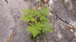 Imagem de Cheilanthes leucopoda Link