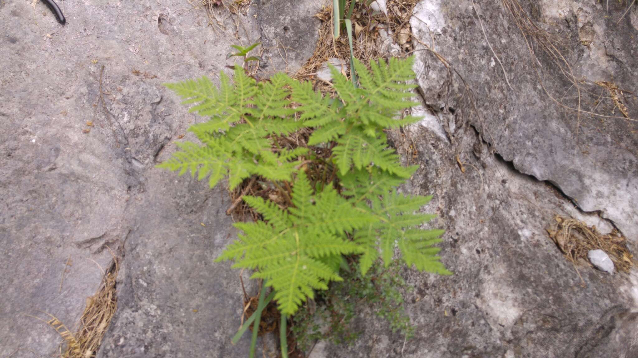 Imagem de Cheilanthes leucopoda Link