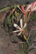 Image of Geissorhiza confusa Goldblatt