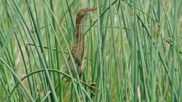 Image of Least Bittern