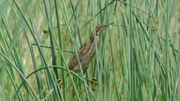 Image of Least Bittern