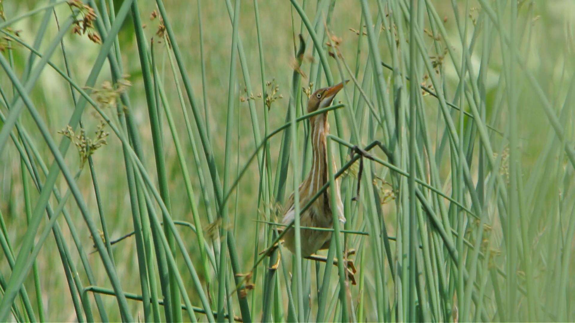 Image of Least Bittern