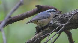 Image of Red-breasted Nuthatch