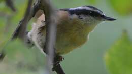 Imagem de Sitta canadensis Linnaeus 1766