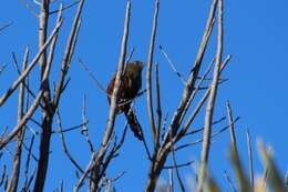 Image of Madagascar Black Coucal