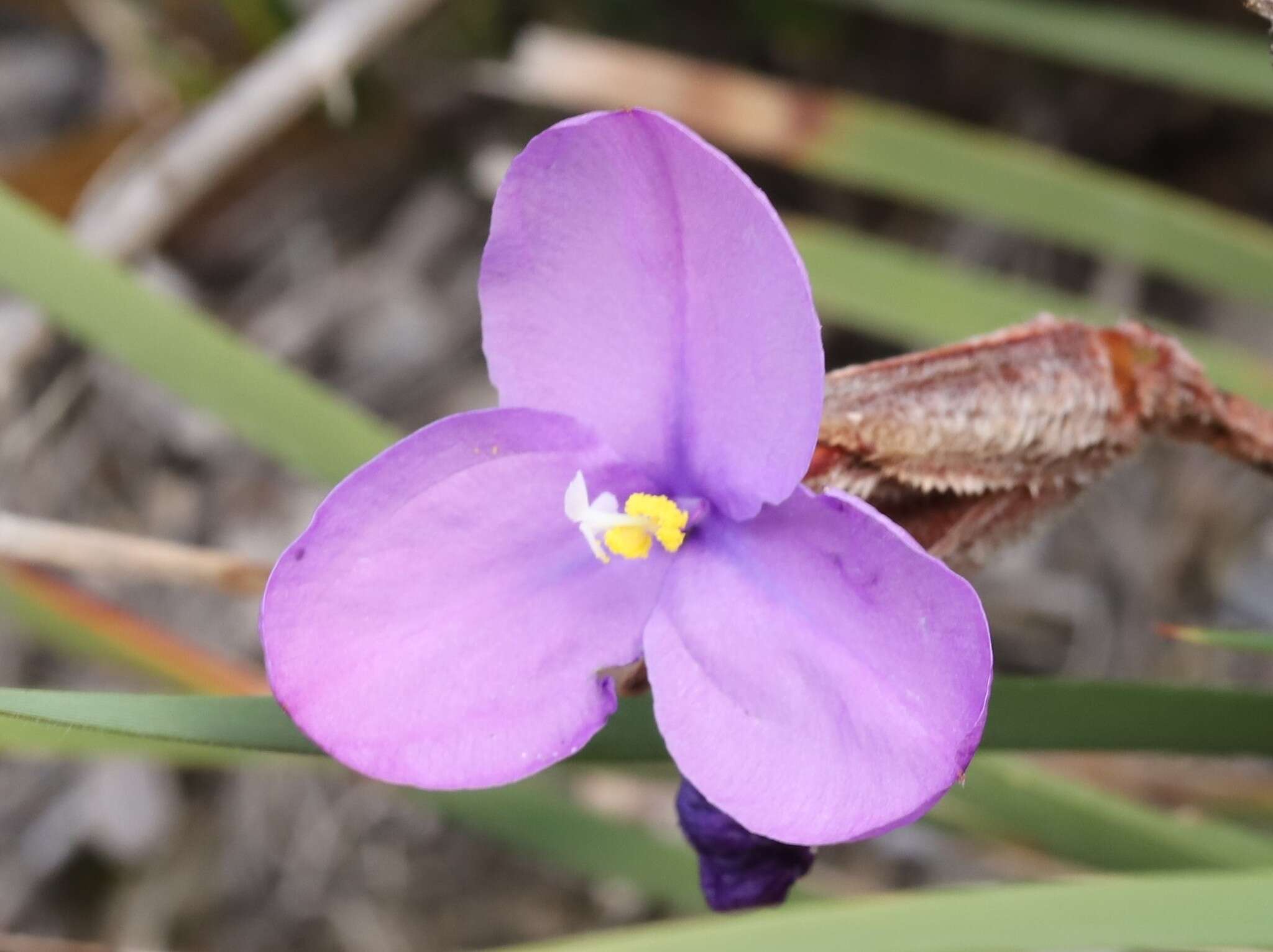 Image of Patersonia lanata R. Br.