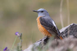 Plancia ëd Monticola saxatilis (Linnaeus 1766)