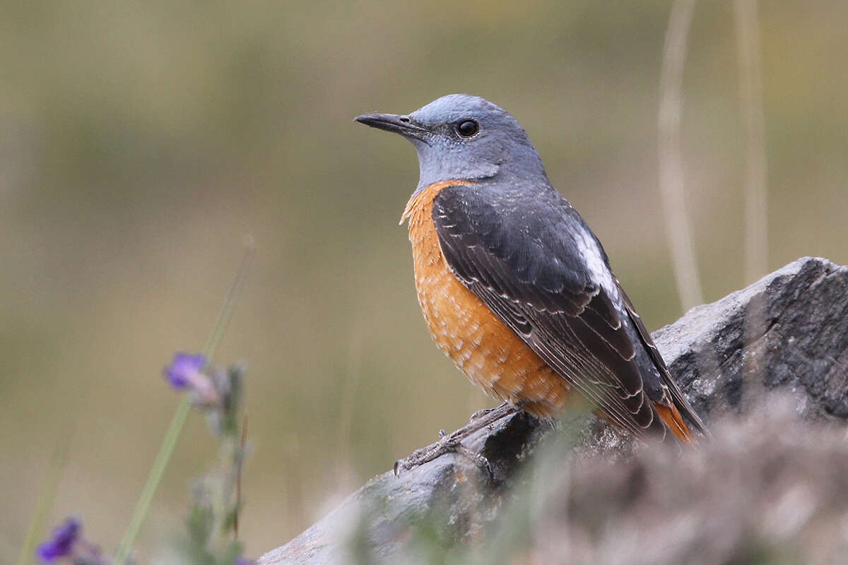 Plancia ëd Monticola saxatilis (Linnaeus 1766)