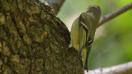 Image of goldcrests and kinglets