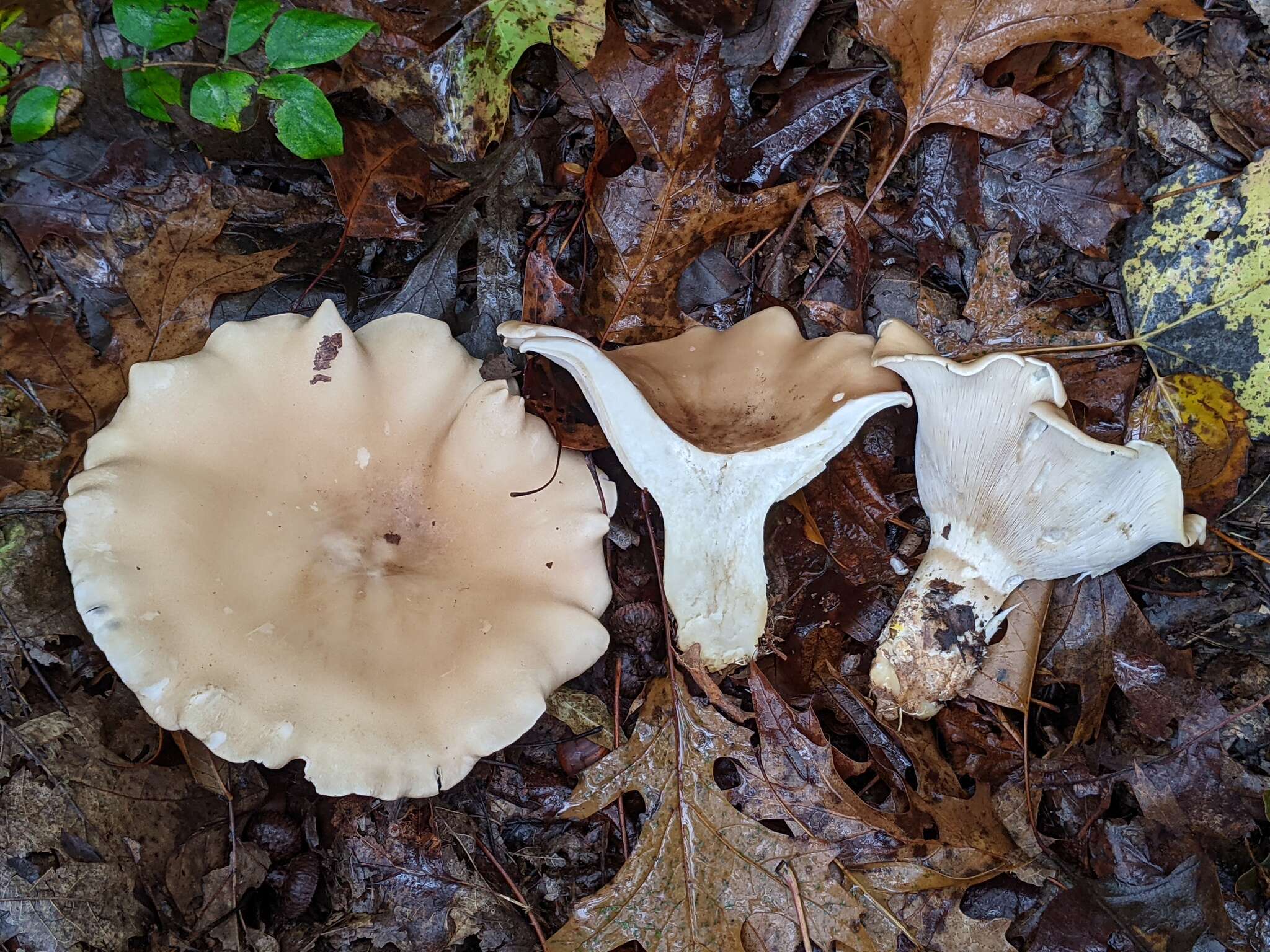 Image of Aspropaxillus