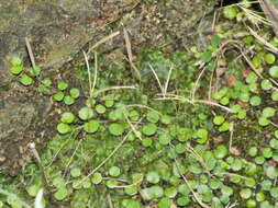 Imagem de Epilobium nummularifolium R. Cunn. ex A. Cunn.