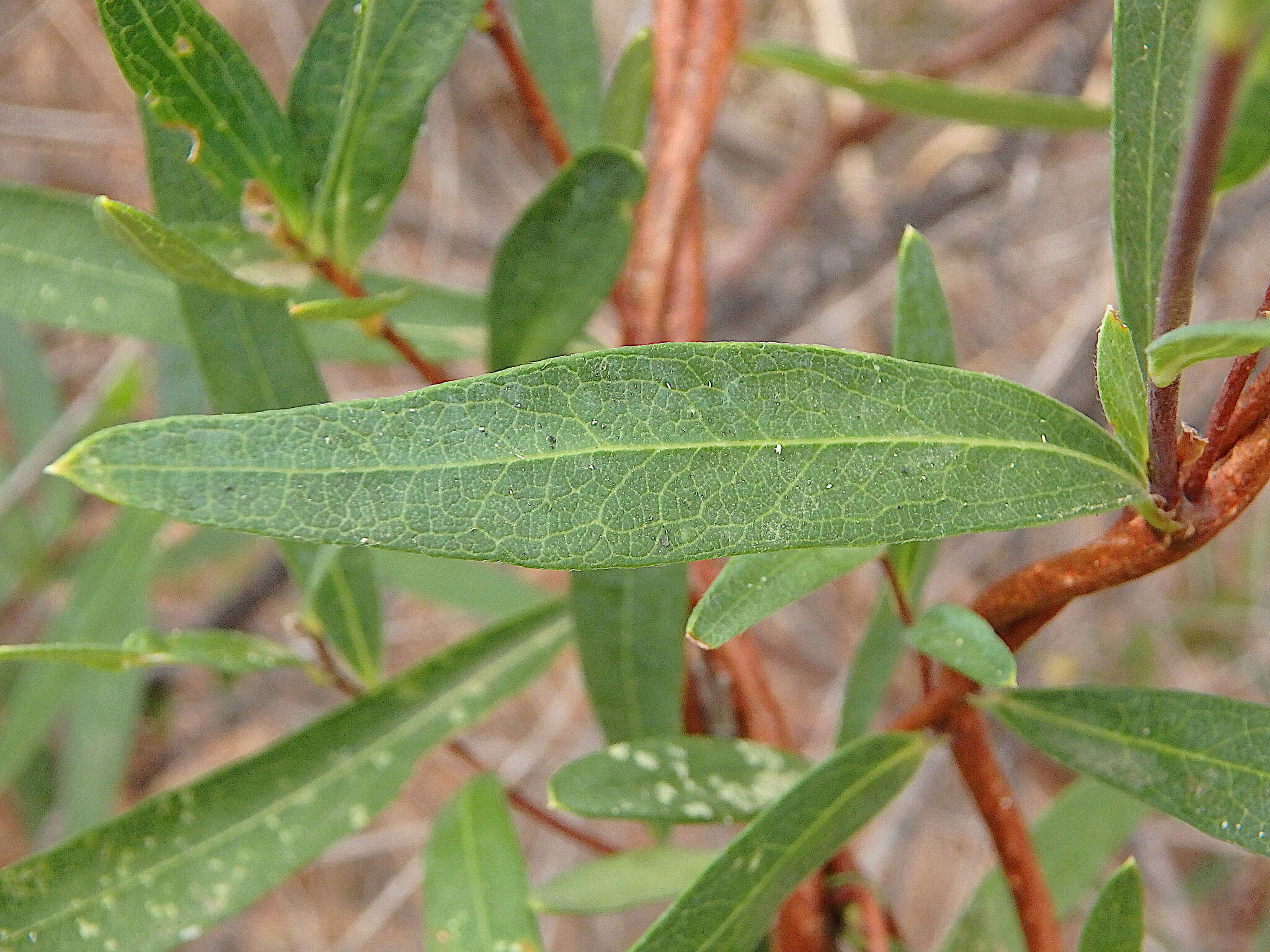 Imagem de Billardiera cymosa F. Müll.