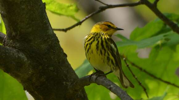 Image of Cape May Warbler