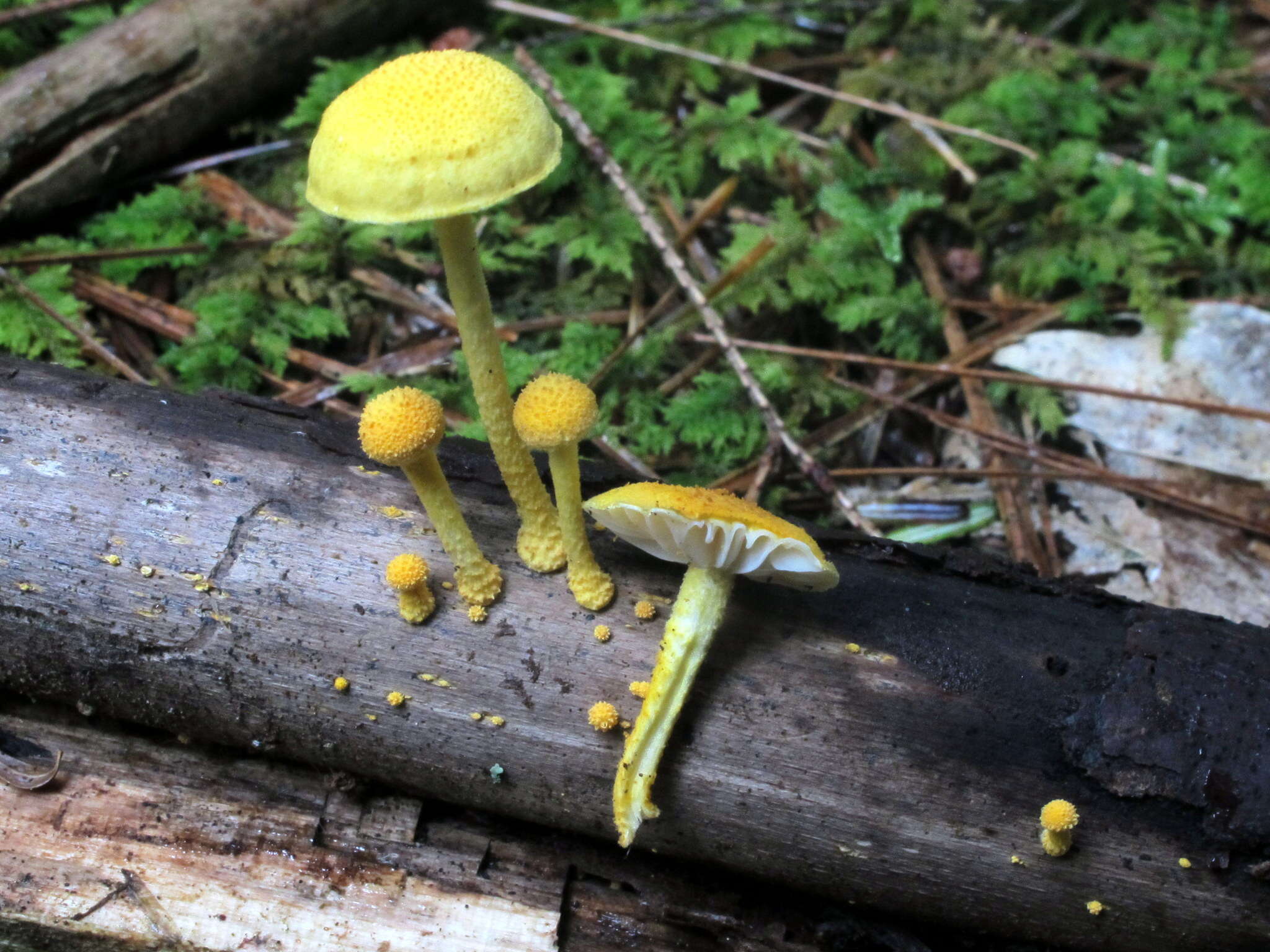 Image of Cyptotrama chrysopepla (Berk. & M. A. Curtis) Singer 1973