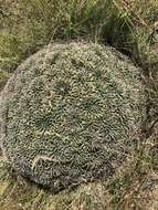 Plancia ëd Mammillaria magnimamma Haw.