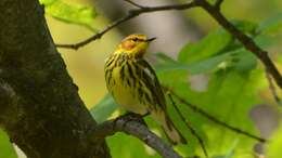 Image of Cape May Warbler