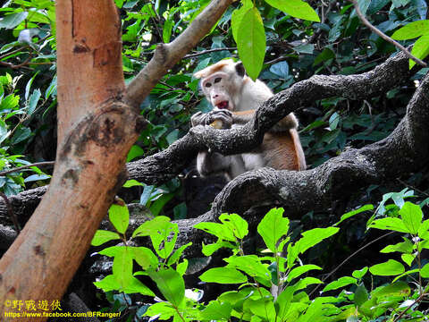 Image of Toque macaque