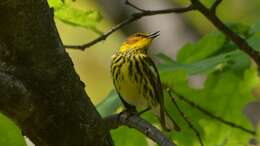 Image of Cape May Warbler