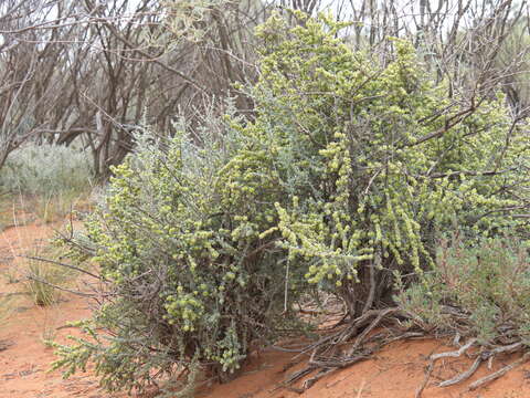 Maireana pyramidata (Benth.) P. G. Wilson resmi