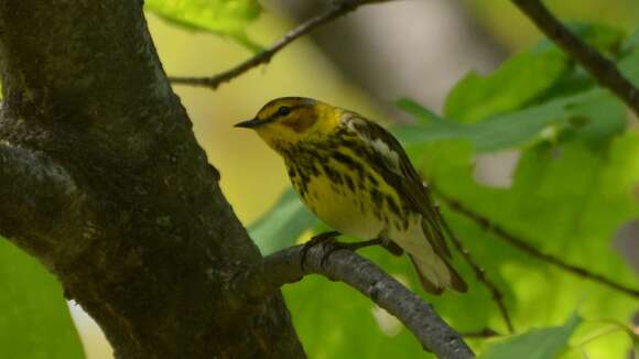 Image of Cape May Warbler