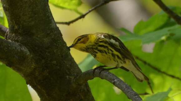 Image of Cape May Warbler