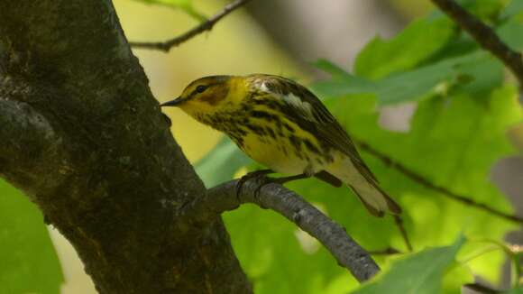 Image of Cape May Warbler