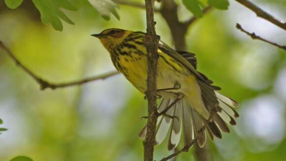 Image of Cape May Warbler