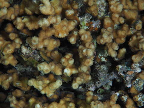 Image of hedgehog coral