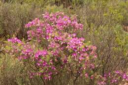 Image of Polygala myrtifolia var. pinifolia (Lam. ex Poir.) J. A. R. Paiva