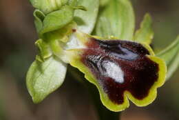 Image of Ophrys fusca subsp. blitopertha (Paulus & Gack) Faurh. & H. A. Pedersen