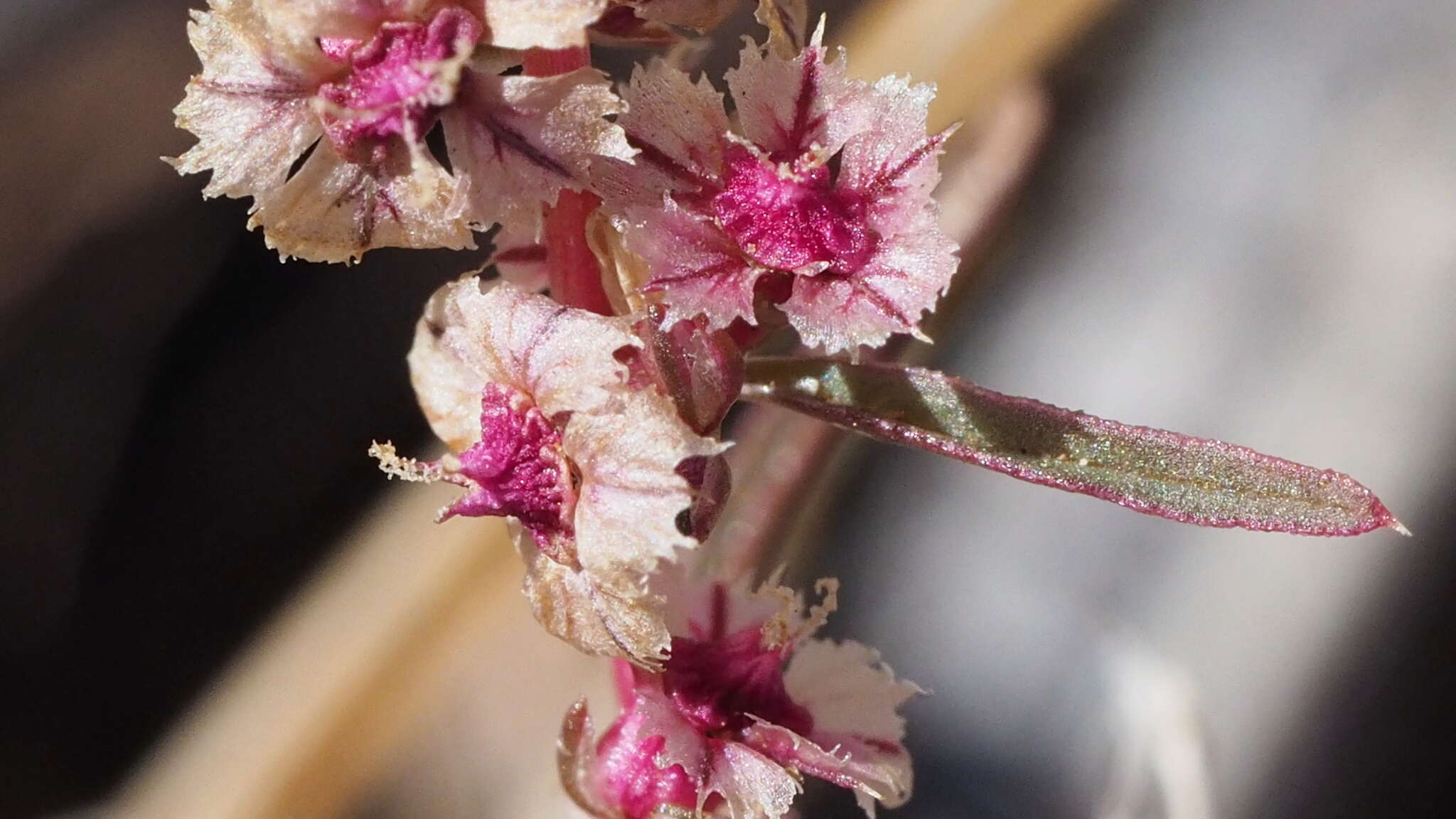 Image of fringed amaranth