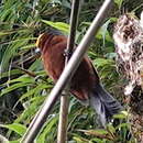 Слика од Catamblyrhynchus diadema diadema Lafresnaye 1842