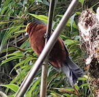 Слика од Catamblyrhynchus diadema diadema Lafresnaye 1842