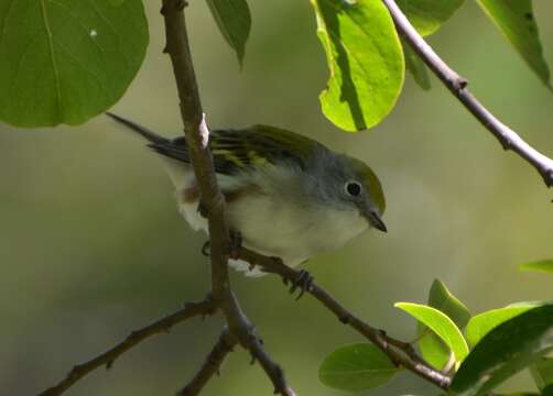 Image of Chestnut-sided Warbler