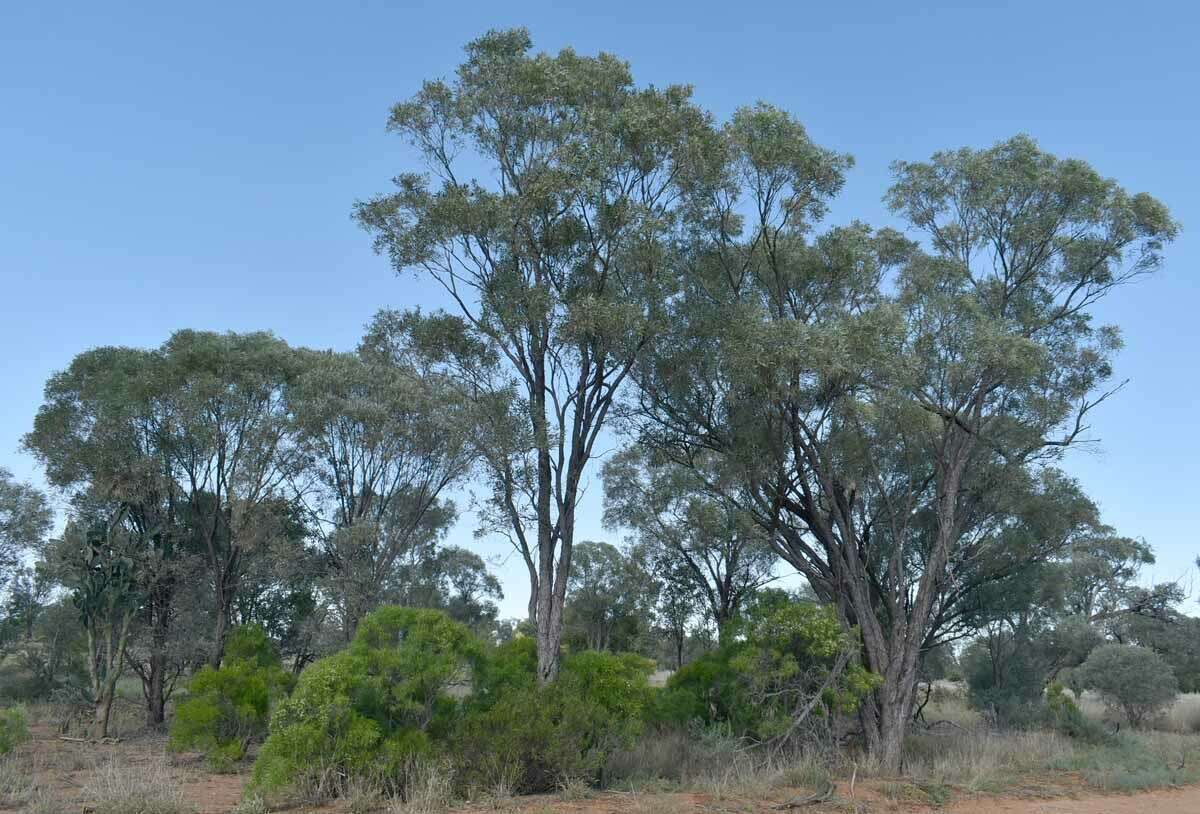 Image of gidgee