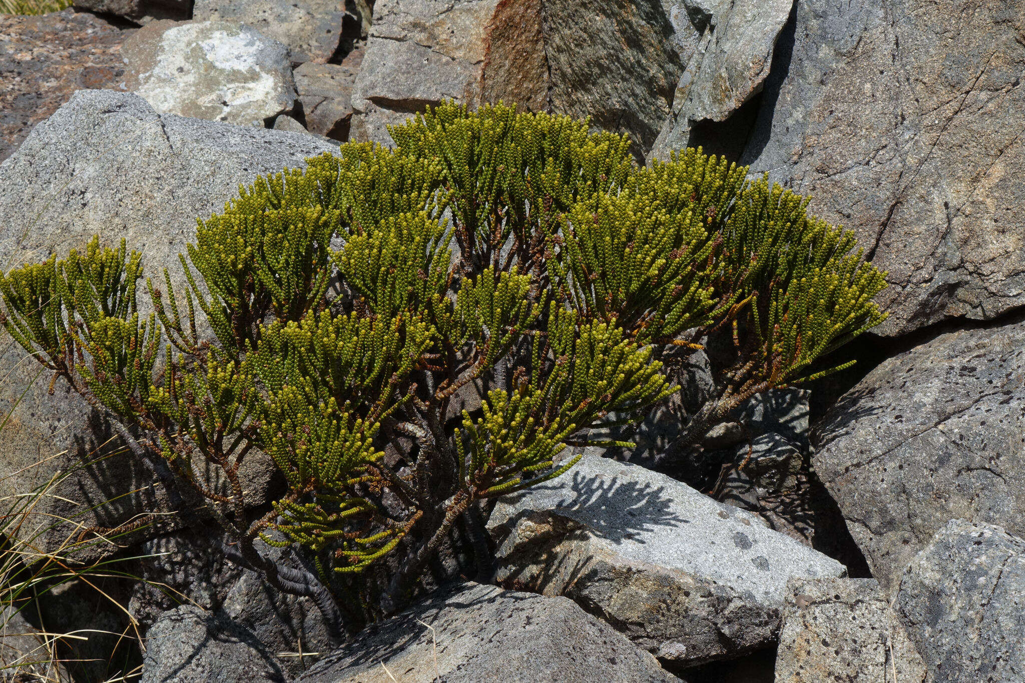 Image of Veronica hectorii Hook. fil.