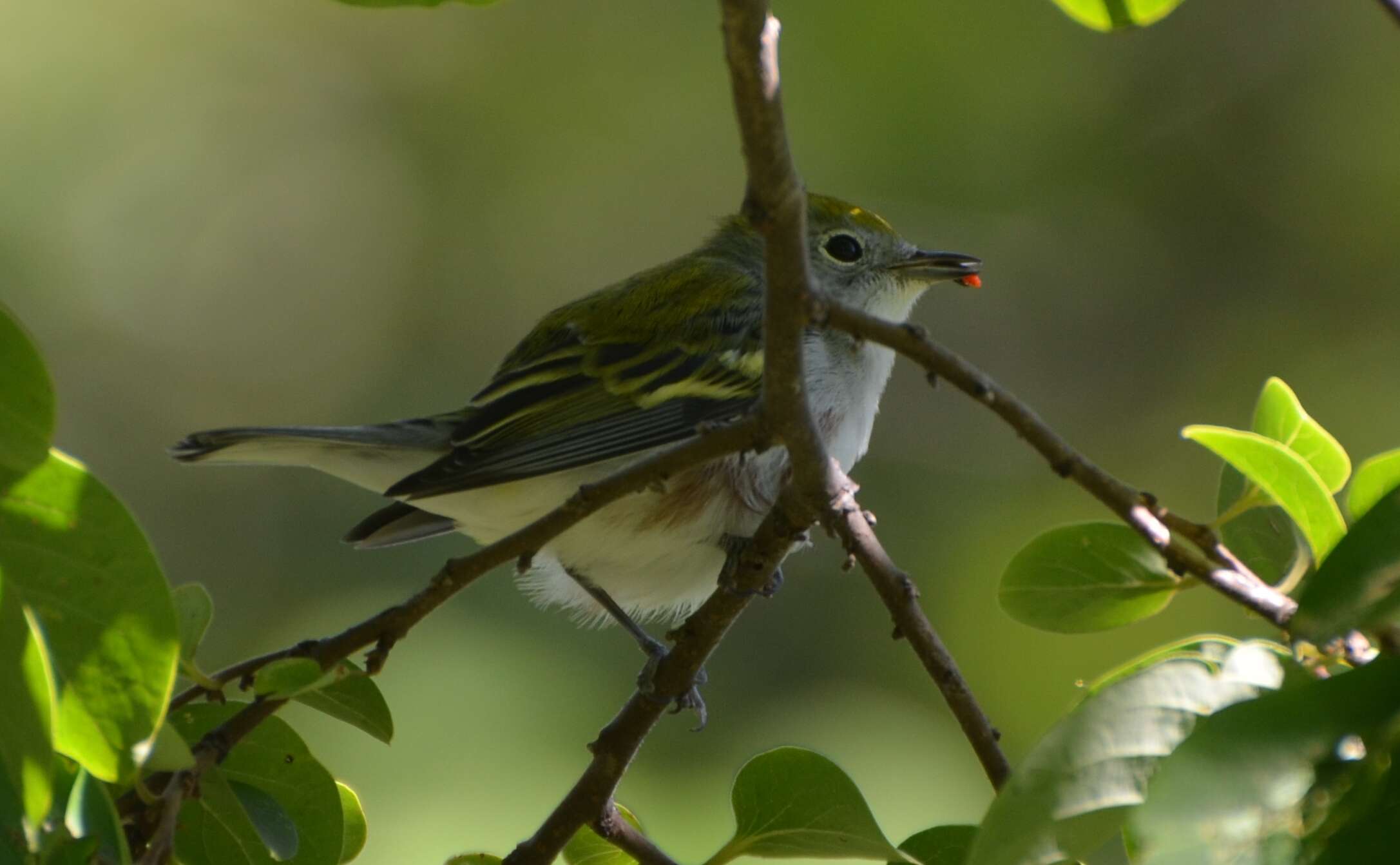 Image of Chestnut-sided Warbler