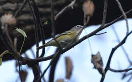 Image of Blue-headed Vireo