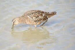 Image of Dowitcher