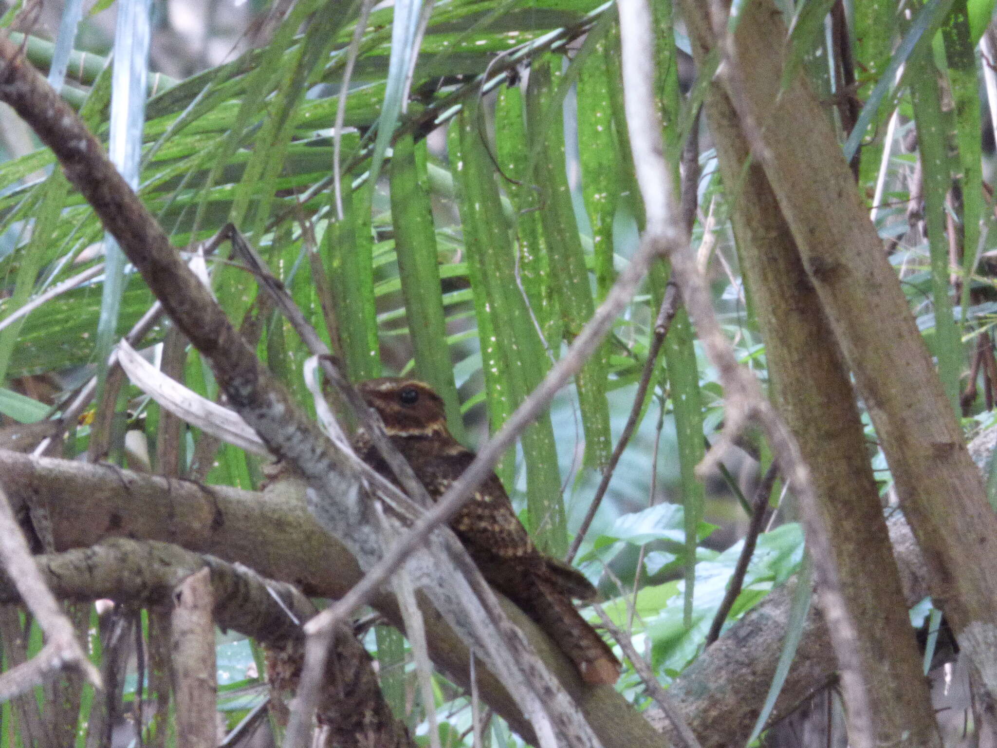 صورة Antrostomus carolinensis (Gmelin & JF 1789)