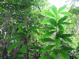 Image of Costus nitidus Maas