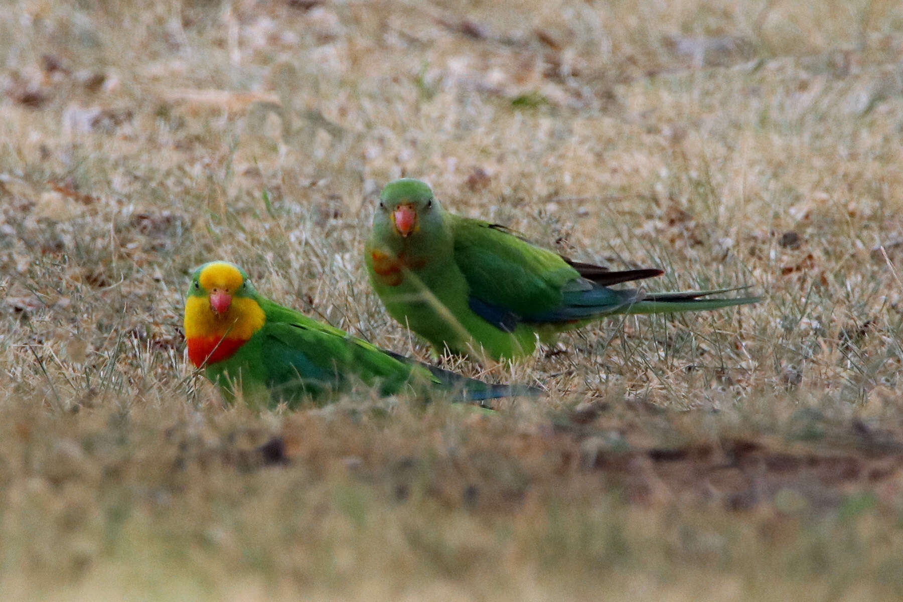 Image of Barraband Parakeet