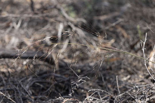 Image of Austrostipa acrociliata (Reader) S. W. L. Jacobs & J. Everett